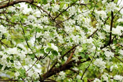 Apple tree in bloom Stock Photos