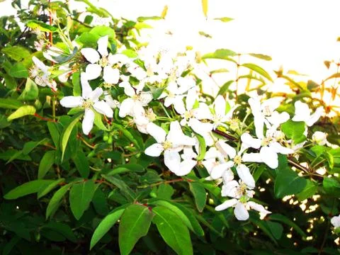 Apple tree in bloom Stock Photos