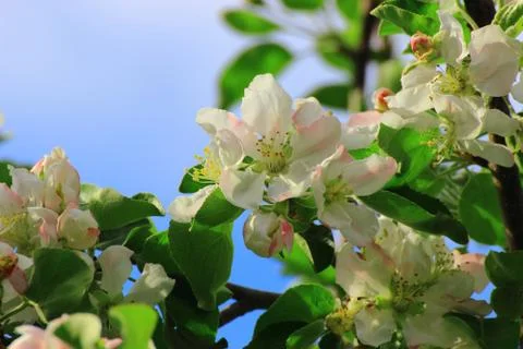 Apple tree in bloom Stock Photos