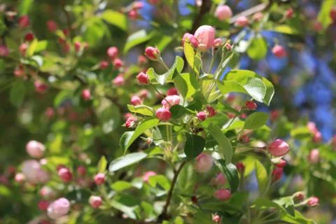 Apple tree in bloom Foto stock
