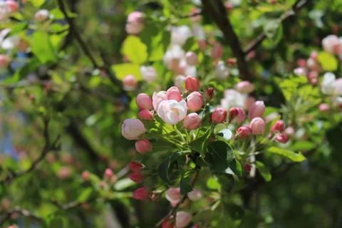 Apple tree in bloom Foto stock