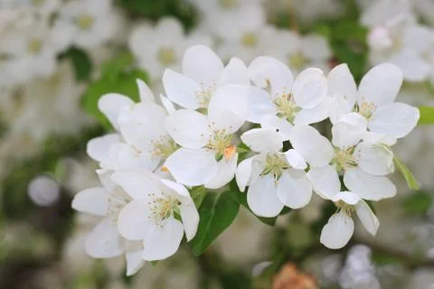 Apple tree in bloom Foto stock
