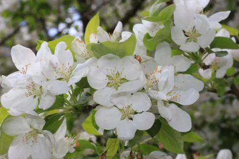 Apple tree in bloom Foto stock