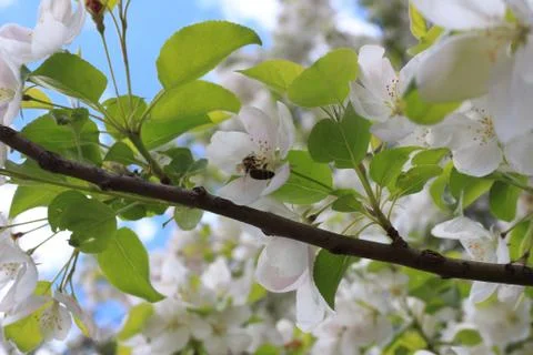 Apple tree in bloom Foto stock