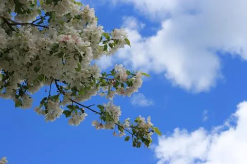Apple tree in bloom Foto stock