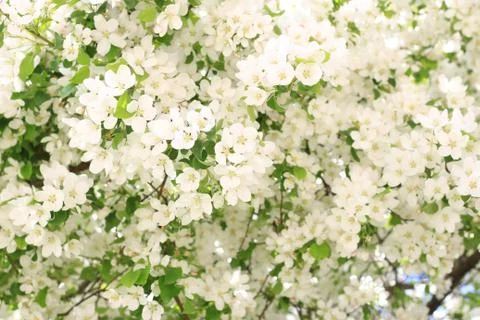 Apple tree in bloom Foto stock