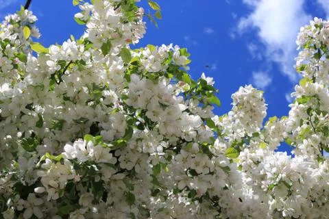Apple tree in bloom Foto stock