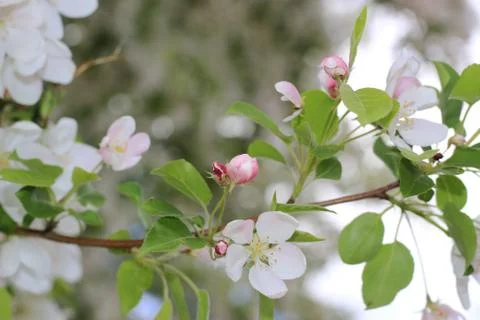 Apple tree in bloom Foto stock