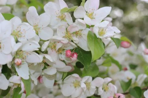 Apple tree in bloom Stock-Fotos