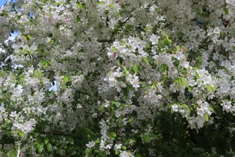 Apple tree in bloom Stock-Fotos