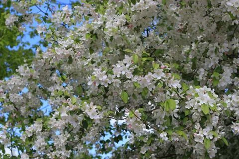Apple tree in bloom Foto stock