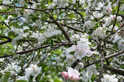 Apple tree in bloom. Stock Photos