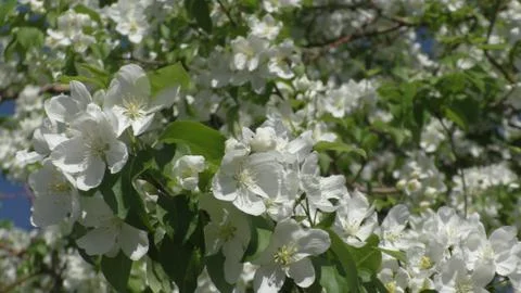 Apple tree in bloom Foto stock