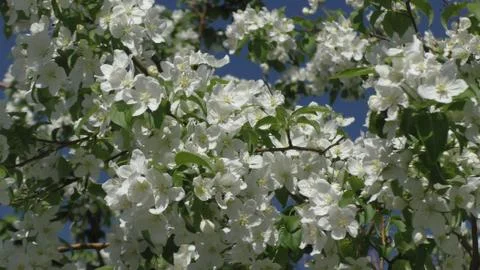 Apple tree in bloom Foto stock