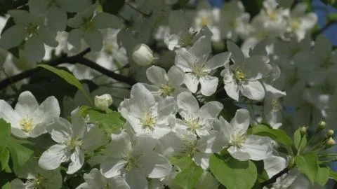 Apple tree in bloom Foto stock