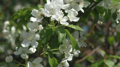 Apple tree in bloom Foto stock
