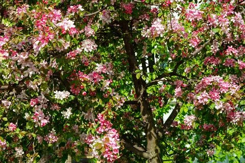 Apple tree in bloom. Stock Photos