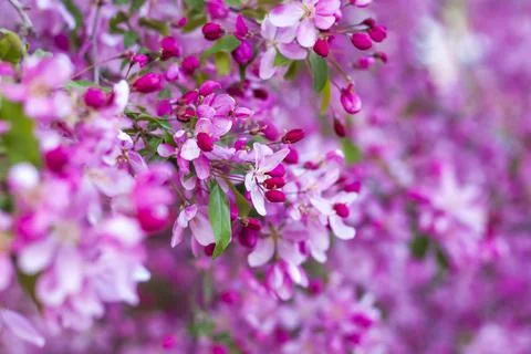 Apple tree in bloom, pink bright flowers. Spring flowering of the apple orcha Stock Photos