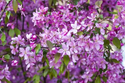 Apple tree in bloom, pink bright flowers. Spring flowering of the apple orcha Stock Photos