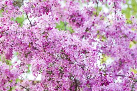 Apple tree in bloom, pink bright flowers. Spring flowering of the apple orcha Stock Photos