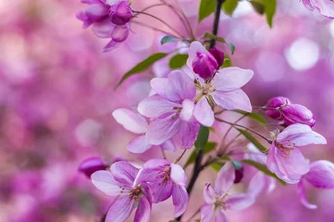 Apple tree in bloom, pink bright flowers. Spring flowering of the apple orcha Stock Photos