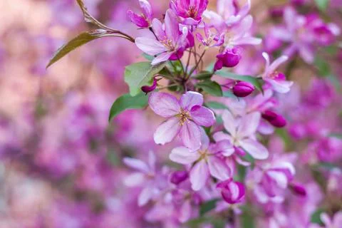 Apple tree in bloom, pink bright flowers. Spring flowering of the apple orcha Stock Photos