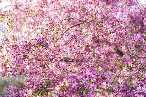 Apple tree in bloom, pink bright flowers. Spring flowering of the apple orcha Stock Photos