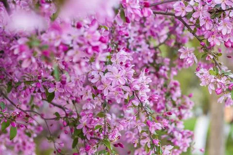 Apple tree in bloom, pink bright flowers. Spring flowering of the apple orcha Stock Photos