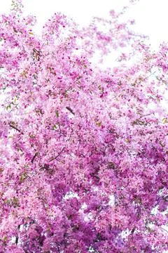 Apple tree in bloom, pink bright flowers. Spring flowering of the apple orcha Stock Photos