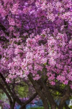 Apple tree in bloom, pink bright flowers. Spring flowering of the apple orcha Stock Photos