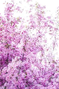 Apple tree in bloom, pink bright flowers. Spring flowering of the apple orcha Stock Photos