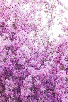Apple tree in bloom, pink bright flowers. Spring flowering of the apple orcha Foto stock