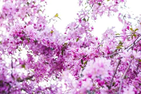 Apple tree in bloom, pink bright flowers. Spring flowering of the apple orcha Foto stock