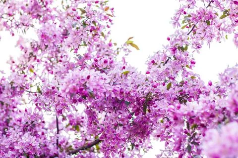 Apple tree in bloom, pink bright flowers. Spring flowering of the apple orcha Stock Photos