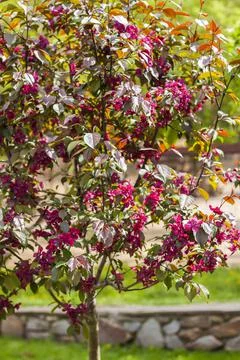 Apple tree in bloom, pink bright flowers. Spring flowering of the apple orcha Stock Photos
