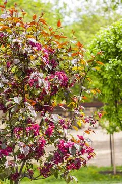 Apple tree in bloom, pink bright flowers. Spring flowering of the apple orcha Stock Photos