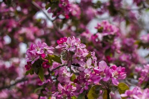 Apple tree in bloom, pink bright flowers. Spring flowering of the apple orcha Stock Photos