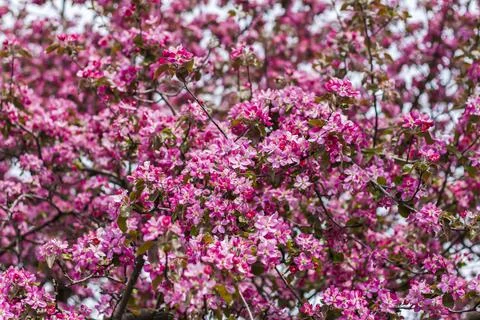 Apple tree in bloom, pink bright flowers. Spring flowering of the apple orcha Stock Photos