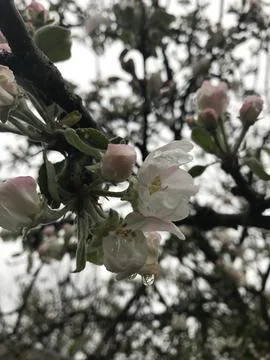 Apple tree in bloom in the rain Stock Photos