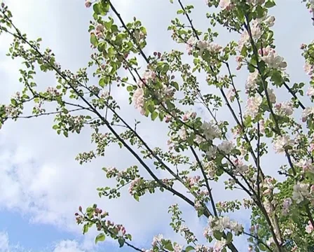 Apple tree bloom spring Stock Footage 10742683