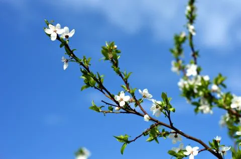 Apple tree in bloom in spring Stock Photos