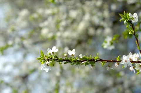 Apple tree in bloom in spring Stock Photos