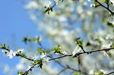 Apple tree in bloom in spring Stock Photos