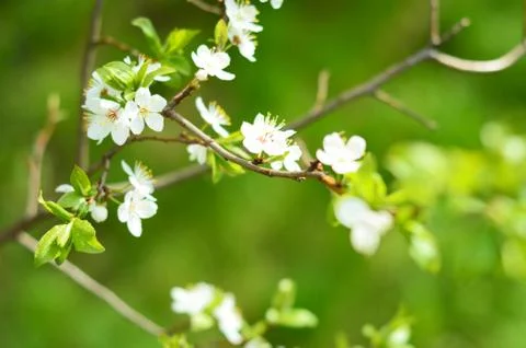 Apple tree in bloom in spring Stock Photos