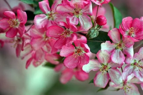 The apple tree bloomed brightly in pink. Soon these flowers will turn into sc Stock Photos
