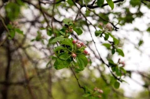 Apple tree bloomed in spring Stock Photos