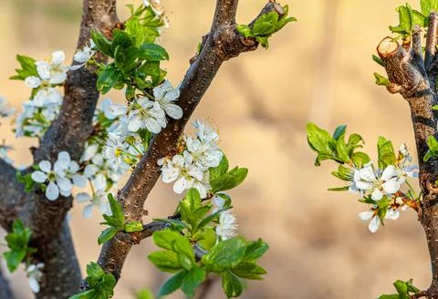 Apple tree blooming background, spring nature awakening Stock Photos