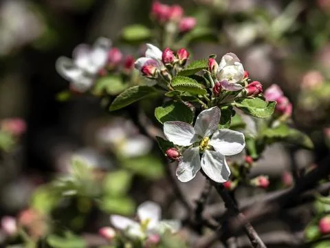 Apple tree blooming with a delicate pink color Stock Photos