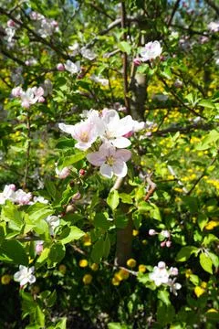 Apple tree blooming with flowers, vertically. Blossoming apple orchard in spr Stock Photos