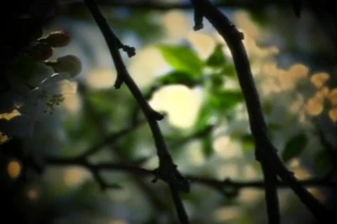 Apple Tree Blooming Stock Footage 726698